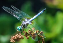 Photo of Sweet Little Dragonfly