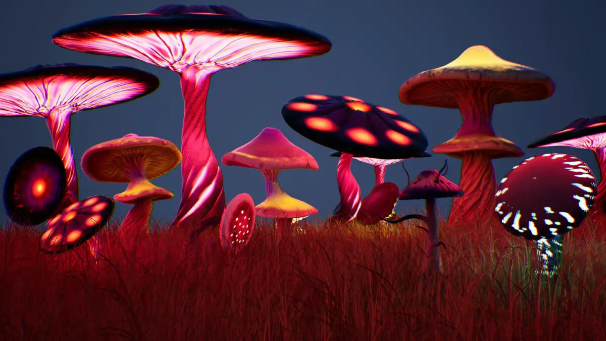 The Medicinal Magic of Mushrooms and the Beauty of Foraging